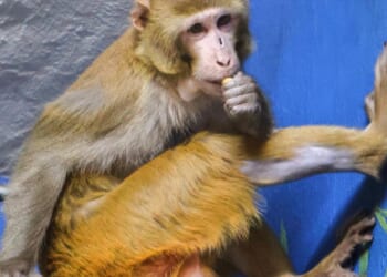 Monkey who escaped Mississippi highway crash has new permanent home at New Jersey refuge