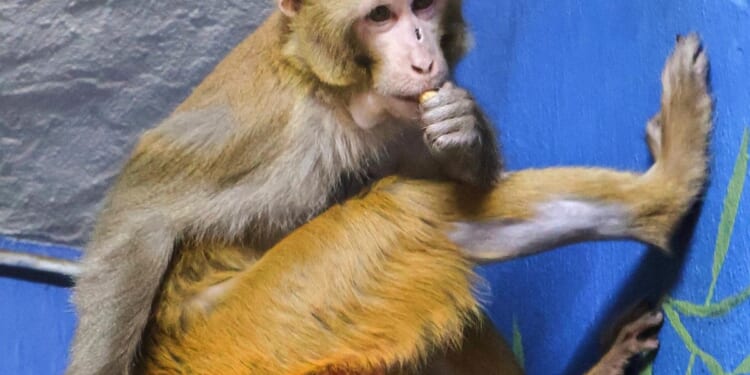 Monkey who escaped Mississippi highway crash has new permanent home at New Jersey refuge