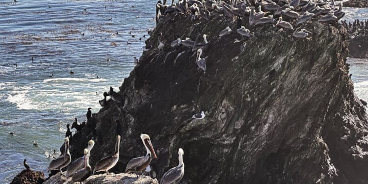 A brown pelican 'feeding frenzy' is an encouraging sign for the large seabirds