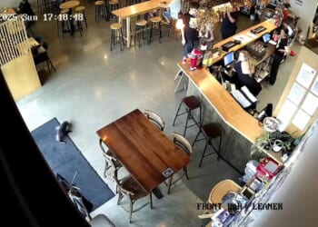 WATCH: Baby fur seal waddled into a New Zealand bar