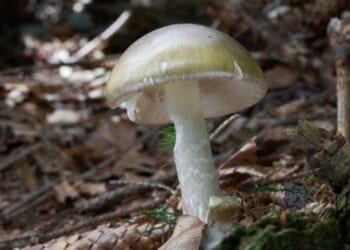 Officials warn against foraging wild mushrooms after deadly poisoning outbreak in California