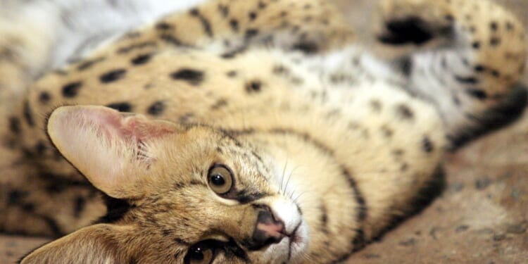 Serval-type cats found in Baltimore, where they're illegal to own