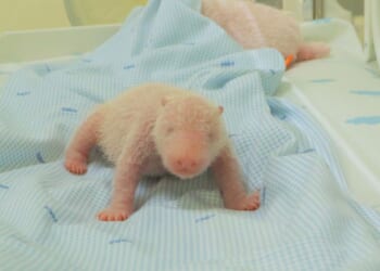 Java island zoo releases photos of the first panda cub born in Indonesia
