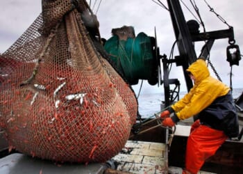 New England's shrimp fishery to shut down for the long haul after years of decline