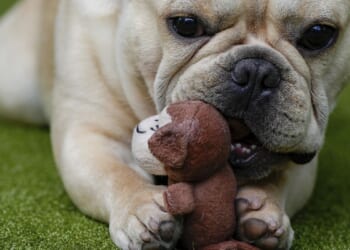 D.C. police looking for 3 bulldogs stolen in armed burglary at Northeast apartment