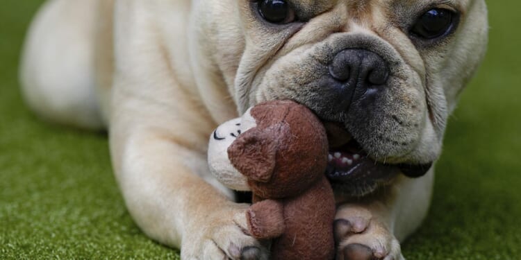 D.C. police looking for 3 bulldogs stolen in armed burglary at Northeast apartment