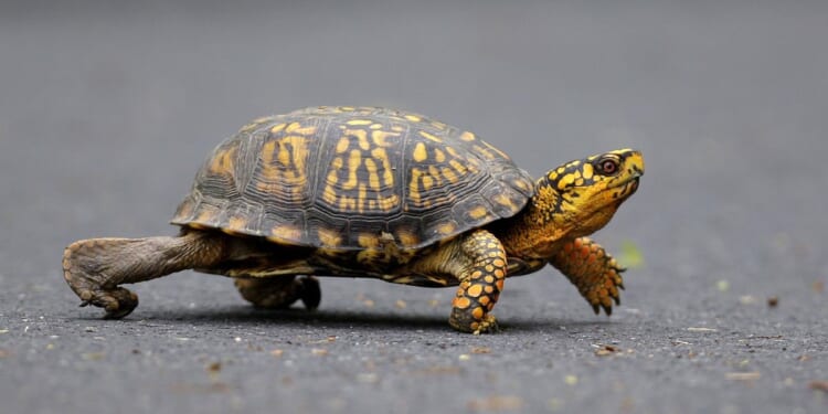 Chinese turtle smuggler sentenced to two years behind bars and fined $2,300