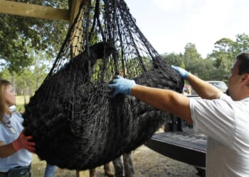 Hunters kill 52 black bears during Florida's bear hunt, its first in a decade