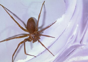 An image of a brown recluse spider on white cloth.
