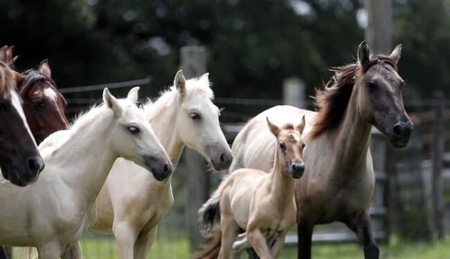 The Universal Case for Ending Horse Soring – PJ Media