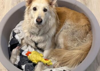 Rescuers use drone technology to find dog that escaped along New Jersey Turnpike