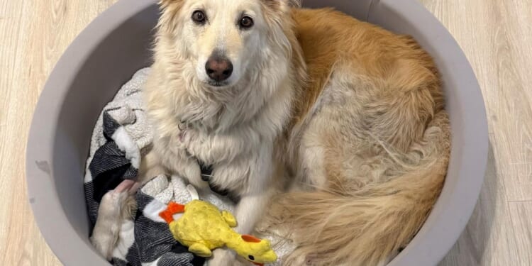 Rescuers use drone technology to find dog that escaped along New Jersey Turnpike