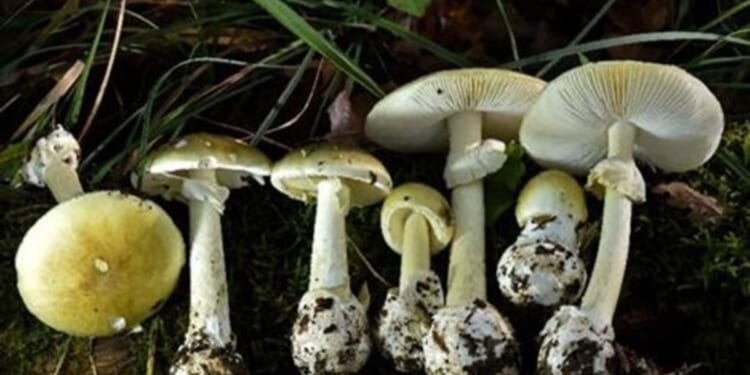 Death cap mushrooms in California kill 3, lead to liver transplants in 3 others