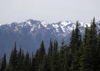Falling tree kills 2 women hiking in Olympic National Forest