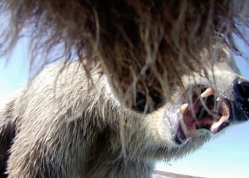Collar cams offer a bear's eye view into the lives of grizzlies on Alaska's desolate North Slope