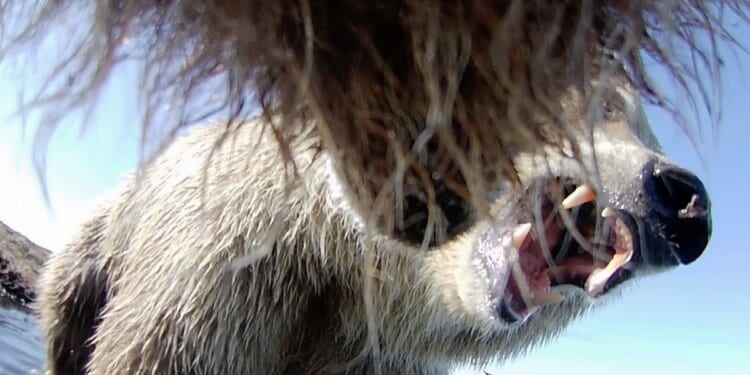 Collar cams offer a bear's eye view into the lives of grizzlies on Alaska's desolate North Slope