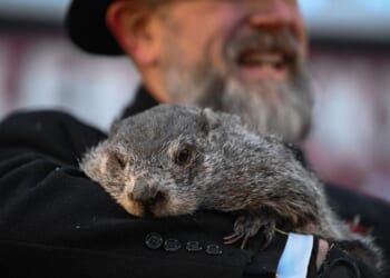 Groundhog Day 2026: Phil sees shadow, forecasts extended winter for storm-weary nation