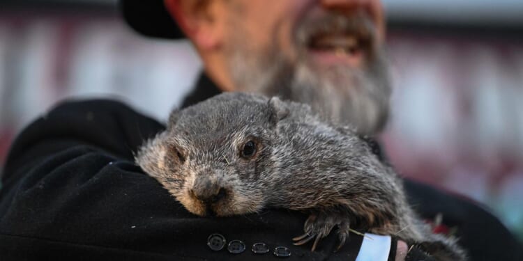 Groundhog Day 2026: Phil sees shadow, forecasts extended winter for storm-weary nation