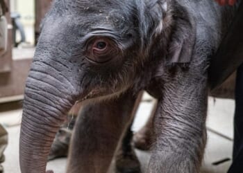 Asian elephant calf successfully born at Smithsonian's National Zoo