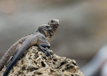 A Rare Freeze Gives Florida a Shot at an Invasive Problem – PJ Media