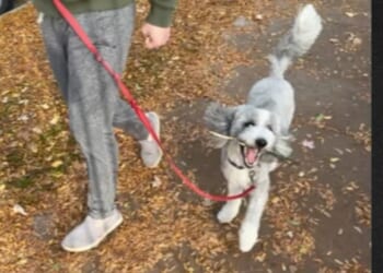 Two good Samaritans spotted the dog at a Chicago department store and contacted authorities.