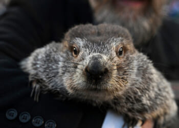 Groundhog Club handler A.J. Dereume holds Punxsutawney Phil, the weather prognosticating groundhog, during the 137th celebration of Groundhog Day on Gobbler's Knob in Punxsutawney, Pennsylvania, on Feb. 2, 2023.