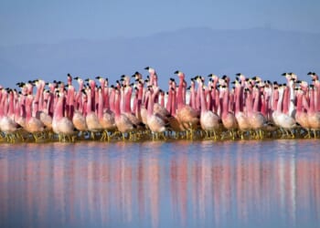 Canadian man arrested on charges of stealing flamingo from namesake Las Vegas casino hotel