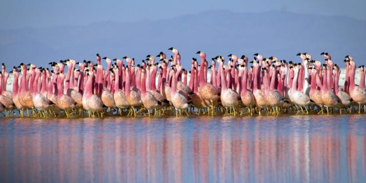 Canadian man arrested on charges of stealing flamingo from namesake Las Vegas casino hotel