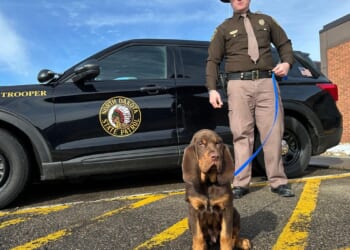 Bloodhounds in North Dakota are blazing a trail in the Midwest