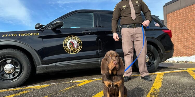 Bloodhounds in North Dakota are blazing a trail in the Midwest