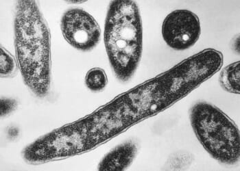 Legionella found at federal building that holds ICE detainees in Baltimore