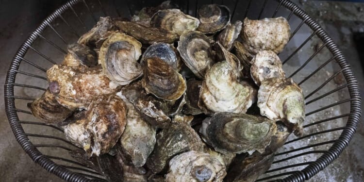 Raw oyster norovirus outbreak prompts recalls in U.S. and Canada