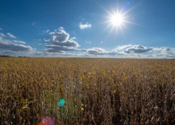 Rockefeller Foundation report links food prescriptions to farm revenue, job growth