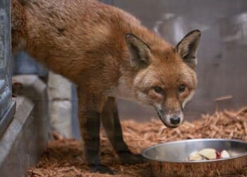 A red fox stows away on cargo ship, traveling from England to U.S.