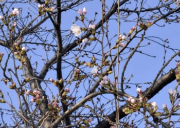 Japan’s cherry blossom season begins with first flowering confirmed in three cities