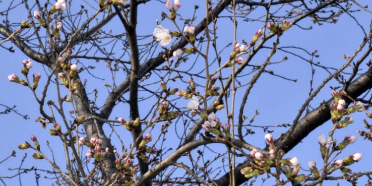 Japan’s cherry blossom season begins with first flowering confirmed in three cities