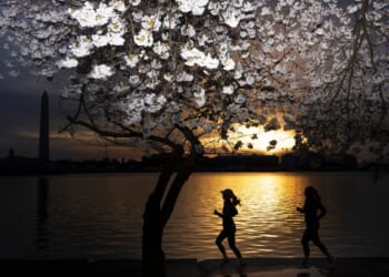 D.C.’s famous cherry trees hit peak bloom 3 days early