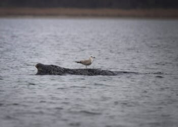 A stranded whale in Germany’s Baltic Sea weakens as hopes of its return to the Atlantic fade