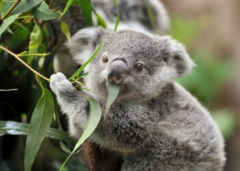 A close-up of a young koala bear on a tree eating eucalyptus leaves.