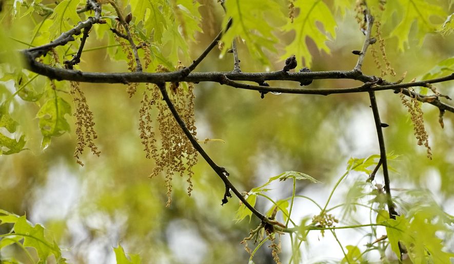 An oak tree with new leaf growth also shows pollen and a drop of water hanging among the branches at a park in Richardson, Texas, Thursday, March 21, 2024. There are three main types of pollen that cause seasonal allergies. Earlier in the spring, tree pollen is the main culprit. After that grasses pollinate, followed by weeds in the late summer and early fall. (AP Photo/Tony Gutierrez)