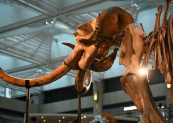 The remains of a 12,000-year-old woolly mammoth, nearly 12 feet tall, is seen on display in Hong Kong in a file photo dated Aug.15, 2024. A similar woolly mammoth exhibit was damaged last weekend at a museum in Missouri when a visitor reportedly tried to hang from one of the tusks, which broke off and hit the floor, shattering in multiple pieces.