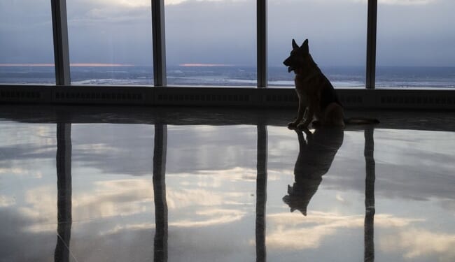 UK Mulls Banning 67 Dog Breeds for ‘Animal Health’ — but Is That Really the Reason? – PJ Media