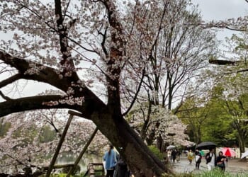 Collapse of Tokyo’s aging cherry blossom trees during viewing season raises safety concerns