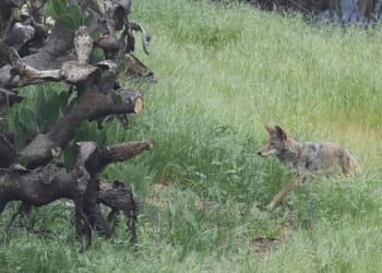 Mail service suspended in neighborhood in California town due to coyote attacks