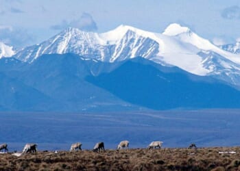 Oil lease sale for Alaska wildlife refuge set for this summer