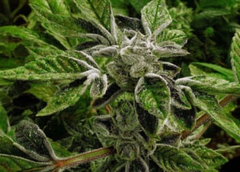 Trump administration designates medical marijuana as a less dangerous drug