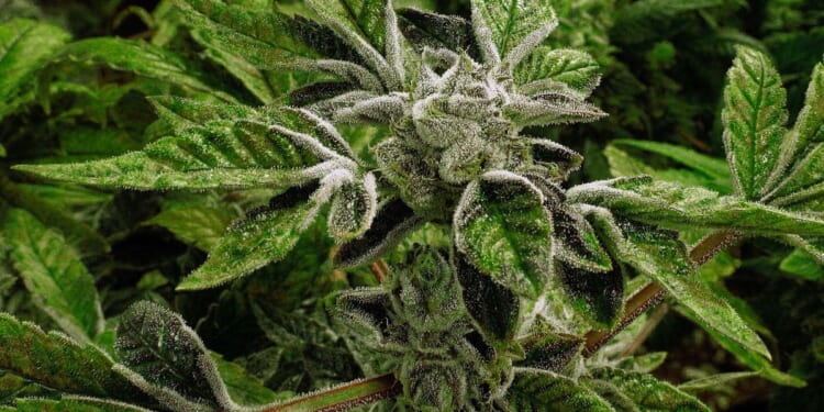 Trump administration designates medical marijuana as a less dangerous drug