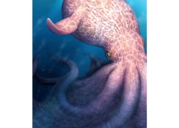 A massive kraken-like octopus may have prowled the seas during the age of dinosaurs