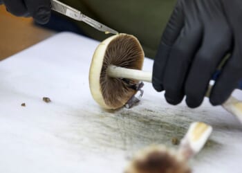 FDA plans ultra-fast review of three psychedelic drugs following Trump directive