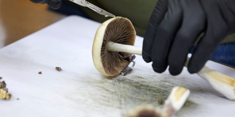 FDA plans ultra-fast review of three psychedelic drugs following Trump directive